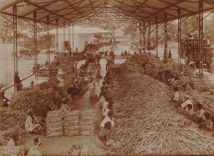 Foto hitam putih para pekerja memotong dan memuat batang tebu ke gerobak di sebuah perkebunan tebu di Jawa pada masa kolonial (ardiholmes.id).
